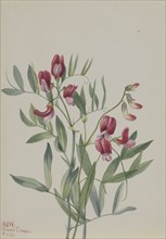 Wild Pea (Lathyrus decaphyllus), 1938.