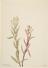 Pedicularis raremosa, 1904.