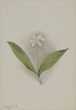 Queencup (Clintonia uniflora), 1902.
