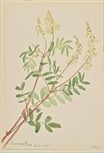 Hedysarum (Hedysarum sulphurescens), 1917.