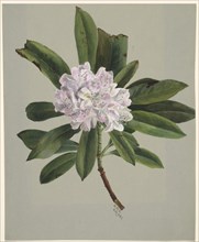 Rhododendron (Rhododendron maximum), 1880.