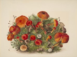 (Untitled--Study of Mushrooms), 1880.