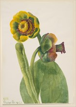 Untitled--Flower Study, 1939.