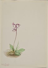 Orchis (Orchis rotundifolia), 1916.