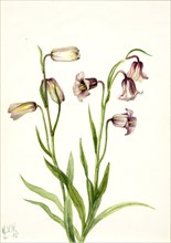 Fritillary (Fritillaria biflora), 1935.