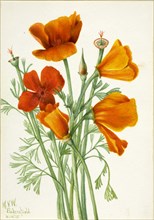 California Poppy (Eschscholtzia californica), 1935.