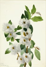 Rock Willow (Salix vestita), 1934.