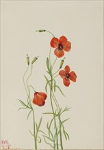 Wind Poppy (Stylomecon heterophylla), 1926.