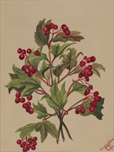 Grouseberry (Viburnum americanum), 1880.