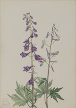 Tall Larkspur (Delphinium elongatum), 1920.