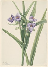 Virginia Spiderwort (Tradescantia virginiana), 1920.