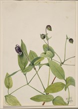 Leather Flower (Clematis viorna), 1920.