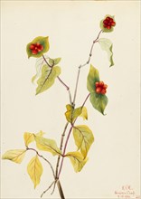 Douglas Honeysuckle (Lonicera glaucescens), 1922.