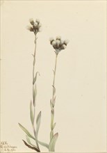 Gray Pussytoes (Antennaria howellii), 1921.