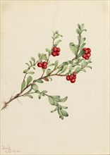 Bearberry (Arctostaphylos uva-ursi), 1916.