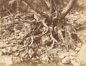 Tree with Tangle of Roots, 1853.