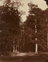 Forest at Saint-Cloud, 1859-1860.