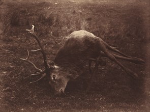 Dead Stag, 1857.