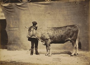 Vache Garonnaise, agée de 5 à 6 ans, 1856.