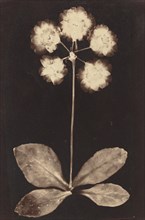 Botanical Photogram, 1860s.