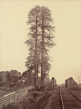 Twin Redwoods, Palo Alto, 1870.