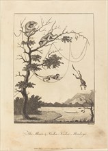 The Mecoo & Kisbee Kishee Monkeys, 1793.