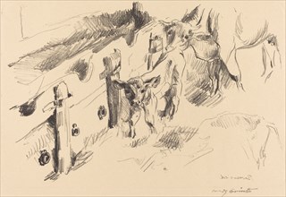 Kälber (Calves), 1912.