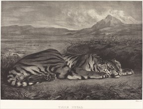 Royal Tiger (Tigre Royal), 1829.