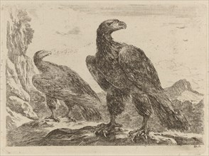 Two Eagles, Both with Heads Turned to the Right.