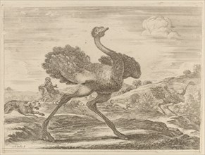 Ostrich Hunt.