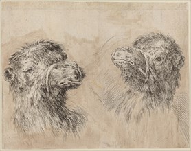 Two Camel Heads [recto], probably 1649.