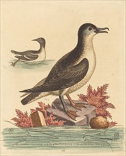 The Guillemot and the Puffin of the Isle of Man, 1762.
