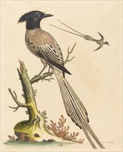 The Black and White Crested Bird of Paradise, published 1743.