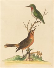 Green Bird with Red Throat and Brown and Orange Bird.