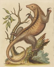 Pygmy Anteater, 1755.