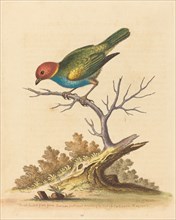 The Red-Headed Finch from Surinam, 1741.