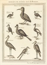 Oiseaux de Guinée tirés de Bosman. [Birds of Guinea from Bosman].