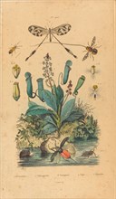 Insects and Flowers, published 1837. nemestrine, nemognathe nemoptere nepe nepenthe