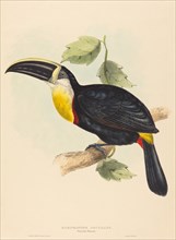 Osculant Toucan (Ramphastos osculans).