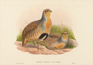 Perdix barbata (Daurian Partridge).