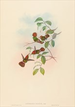 Lophornas reginae (Spangled Coquette).