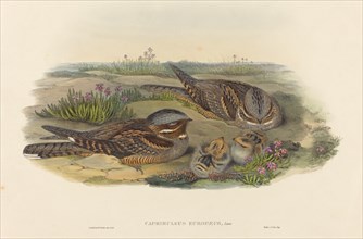 Caprimulgus europaeus (Nightjar).