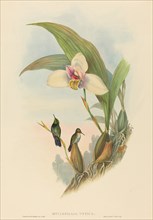 Myiabeillia typica (Abeille's Hummingbird).