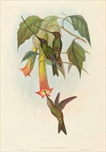 Docimastes ensiferus (Sword-billed Hummingbird).