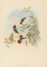 Lophornis chalybeus (Festive Coquette).