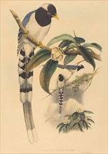Urocissa cucullata, probably 1850/1883.