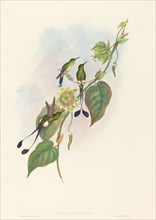 Spathura underwoodi (White-footed Racket-Tail).