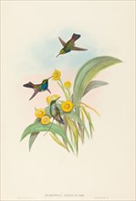 Damophila amabilis (Blue-breasted Hummingbird).
