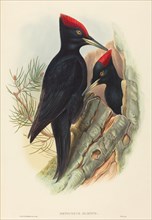 Great Black Woodpecker (Dryocopus martius).