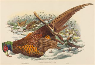 Phasianus colchicus (Ring-necked Pheasant).
